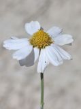 Anthemis fruticulosa