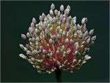 Allium porrum