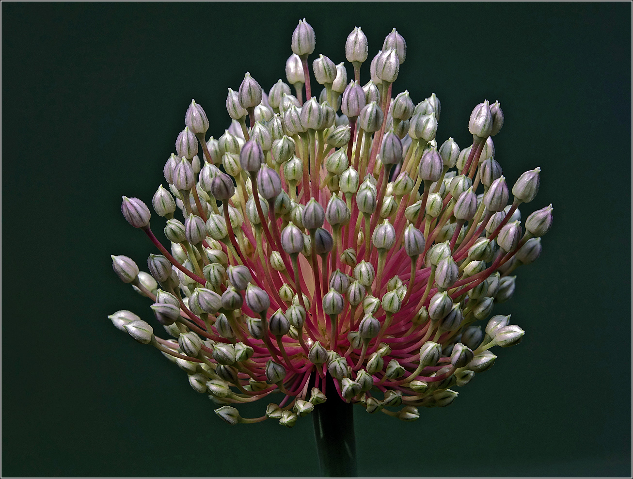 Изображение особи Allium porrum.