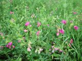 Lathyrus tuberosus