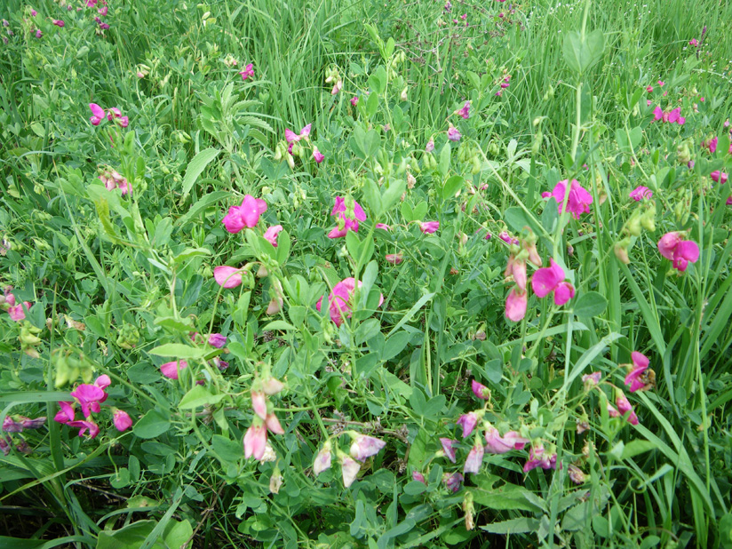 Image of Lathyrus tuberosus specimen.