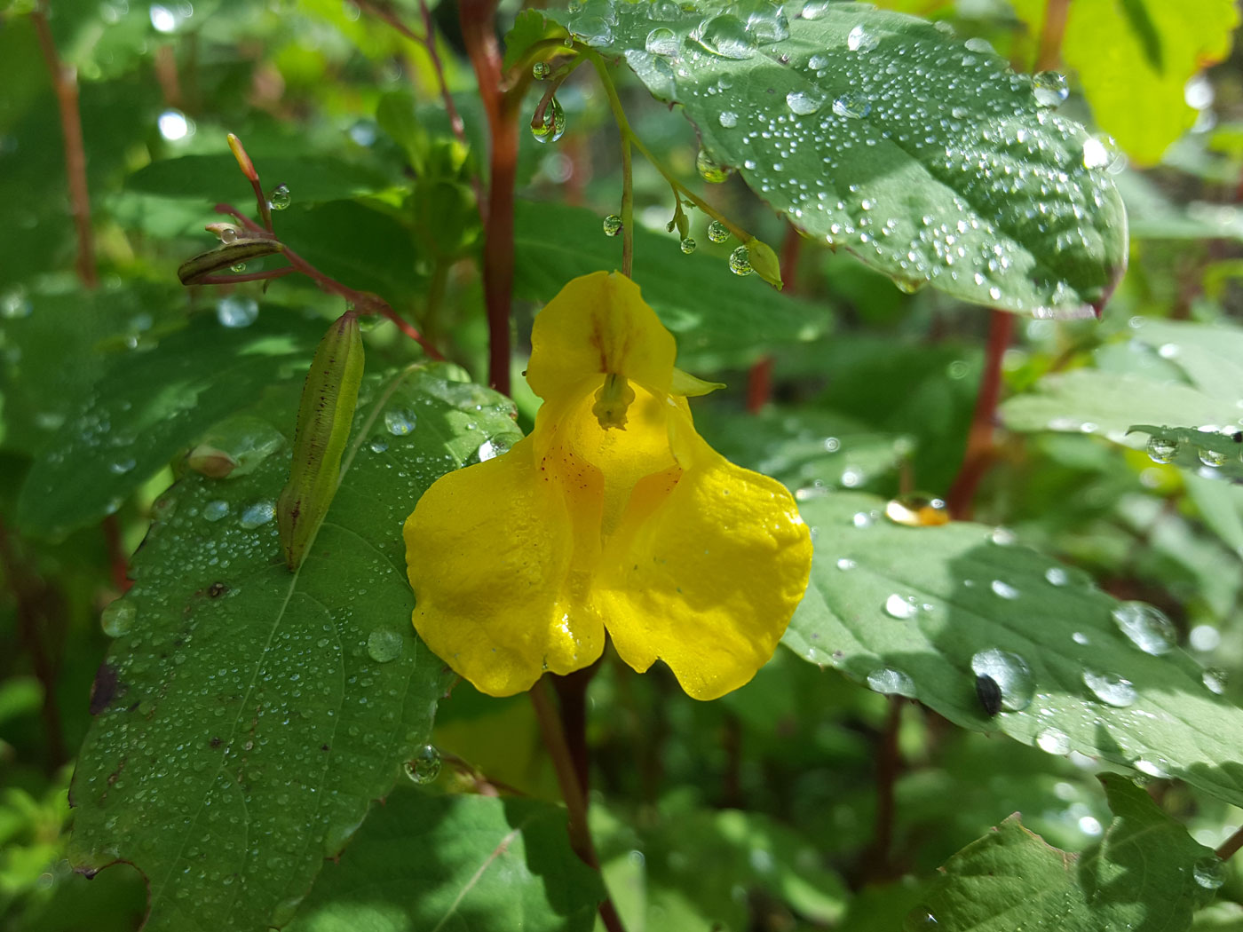 Image of Impatiens noli-tangere specimen.