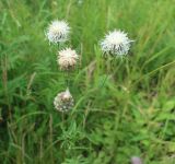 Centaurea scabiosa. Соцветия (белоцветковая форма). Тверская обл., Весьегонский р-н, обочина дороги, луг. 24 июля 2022 г.