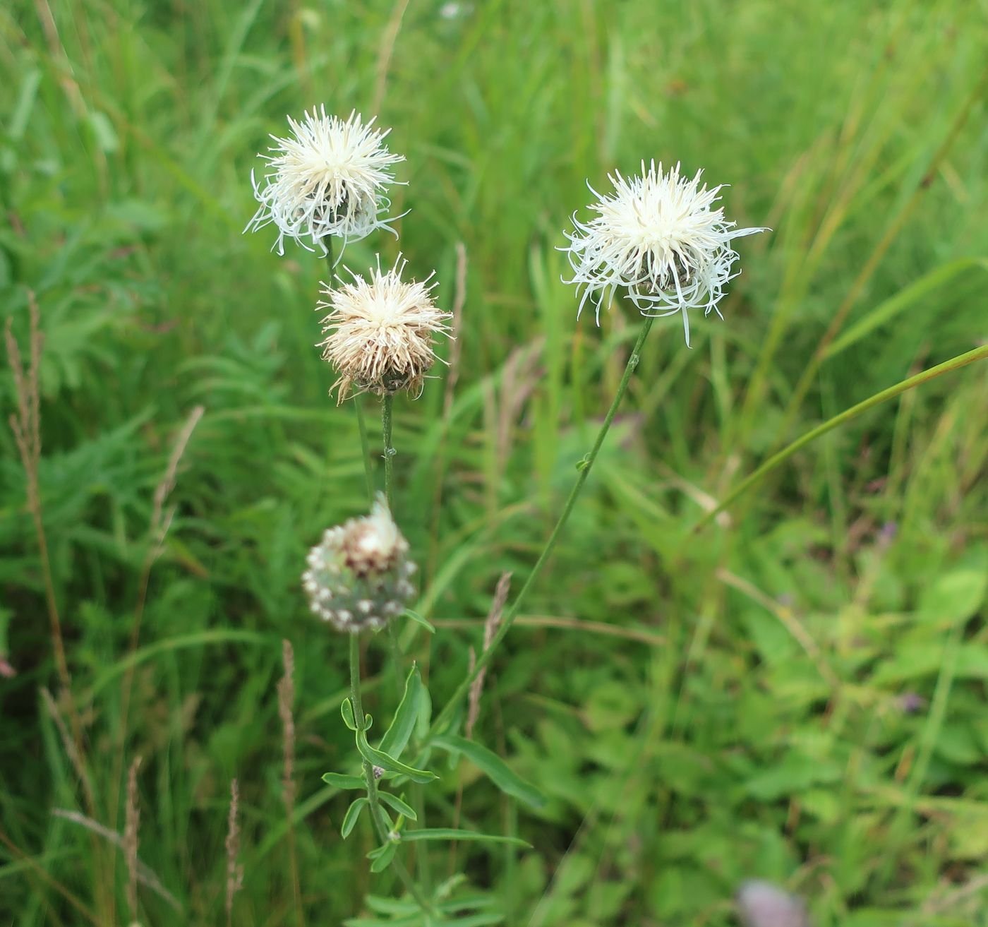 Image of Centaurea scabiosa specimen.