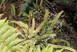 genus Blechnum. Вегетирующее растение. Новая Зеландия, р-н Манавату-Уангануи, заповедник \"Tupapakurua Falls\". 21.12.2013.