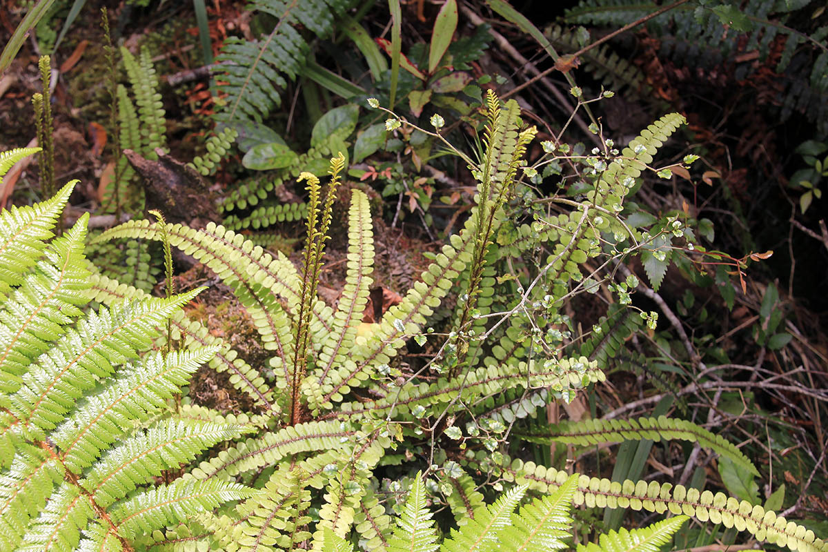 Image of genus Blechnum specimen.