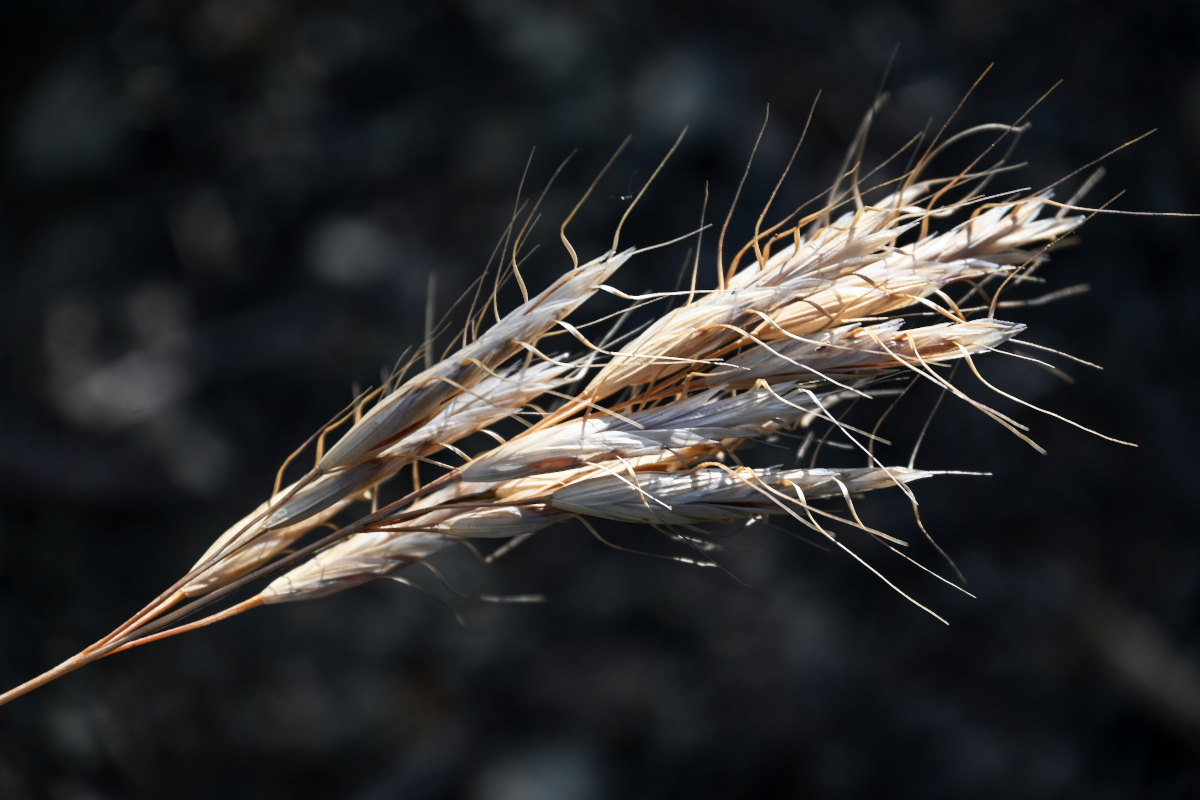 Изображение особи Bromus danthoniae.