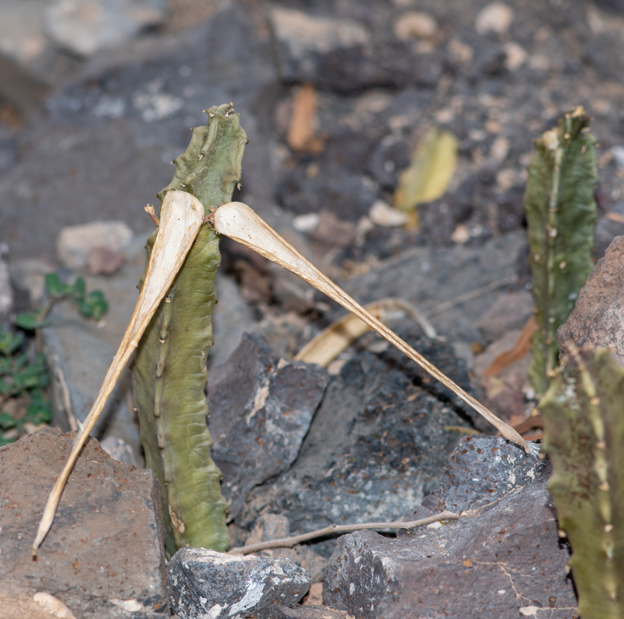 Image of Apteranthes burchardii specimen.