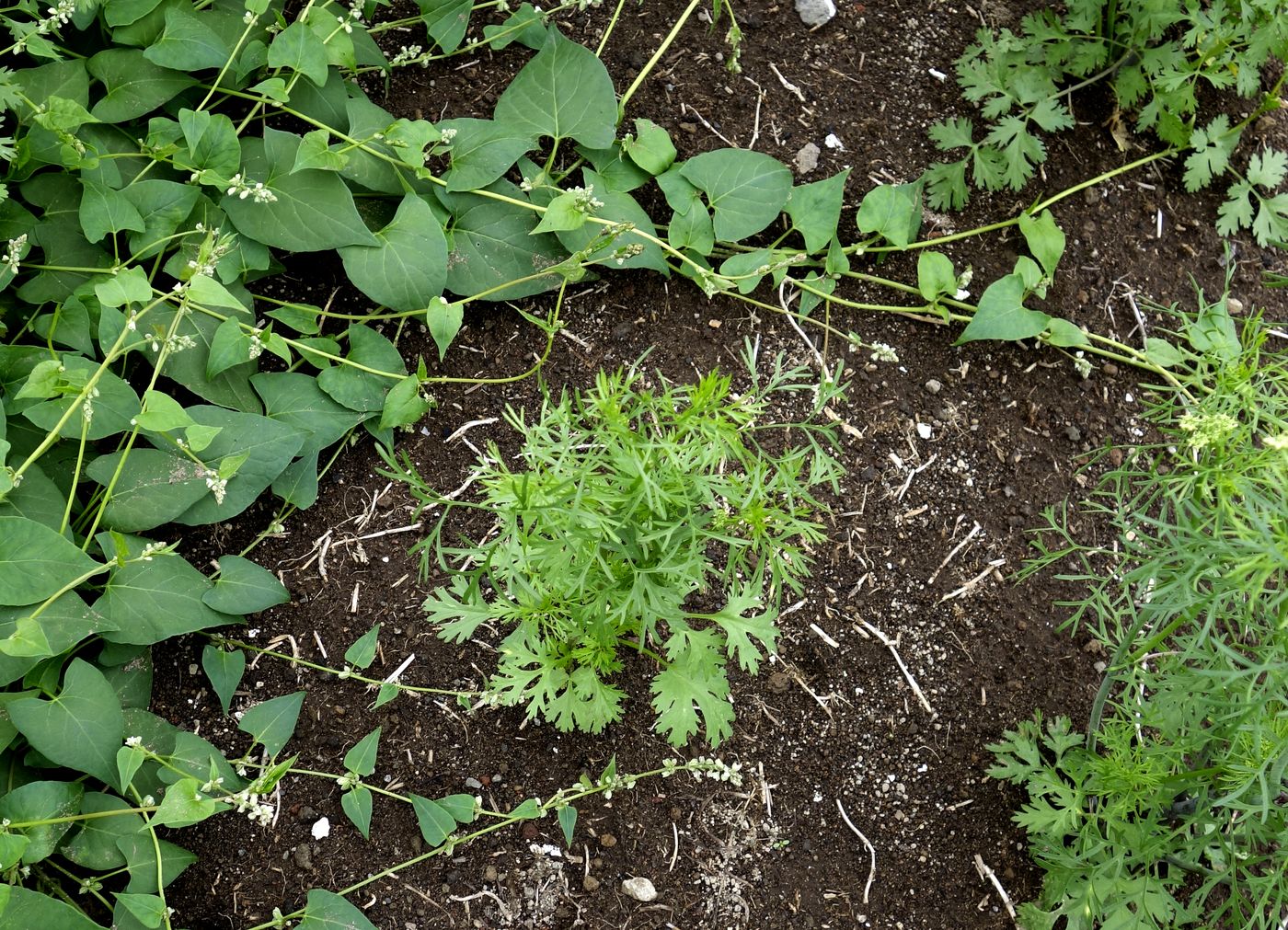 Image of Coriandrum sativum specimen.