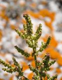 genus Rumex. Соцветие. Крым, Караларский природный парк, окр. бухты Шелковица, каменистый участок степного склона. 07.05.2021.