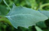 Atriplex kuzenevae