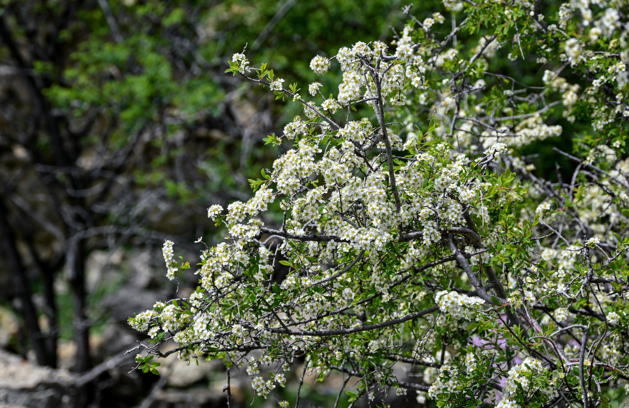 Изображение особи Spiraea crenata.