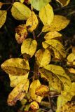 Malus domestica