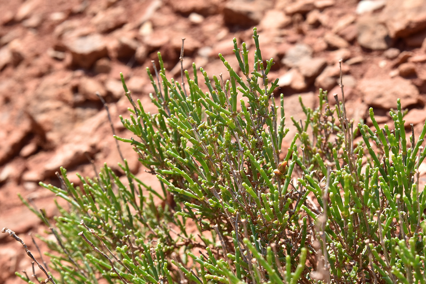 Image of Anabasis salsa specimen.