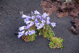 Campanula lasiocarpa