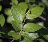 Cotoneaster lucidus