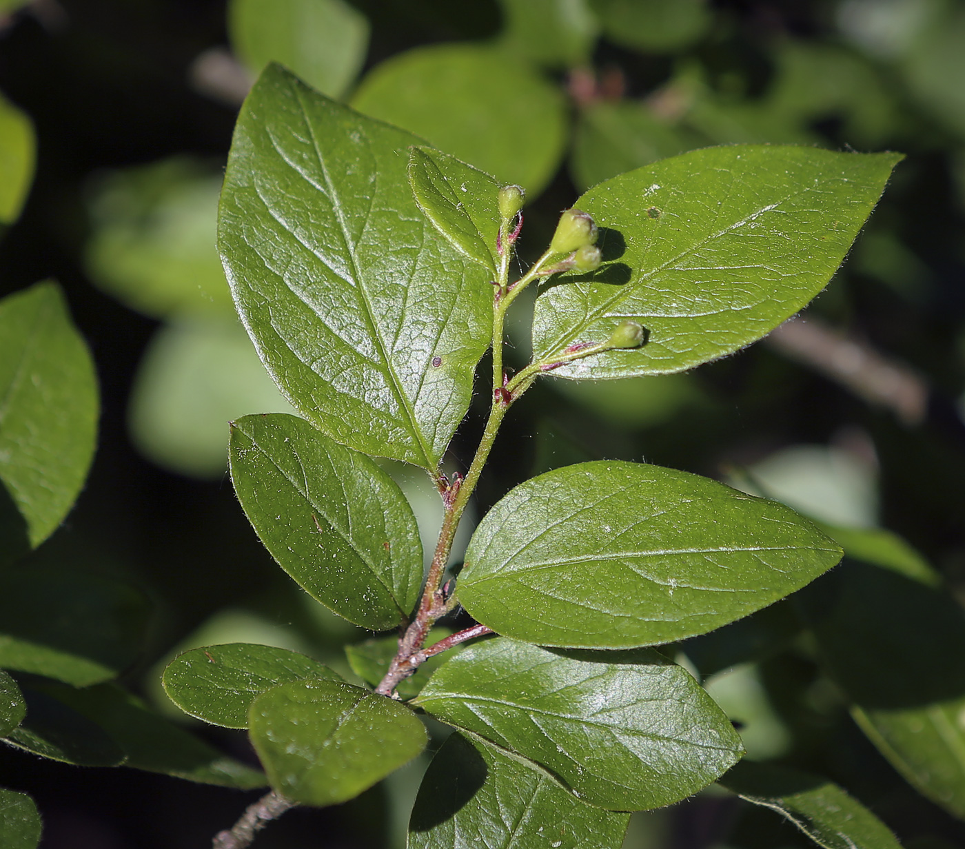 Image of Cotoneaster lucidus specimen.