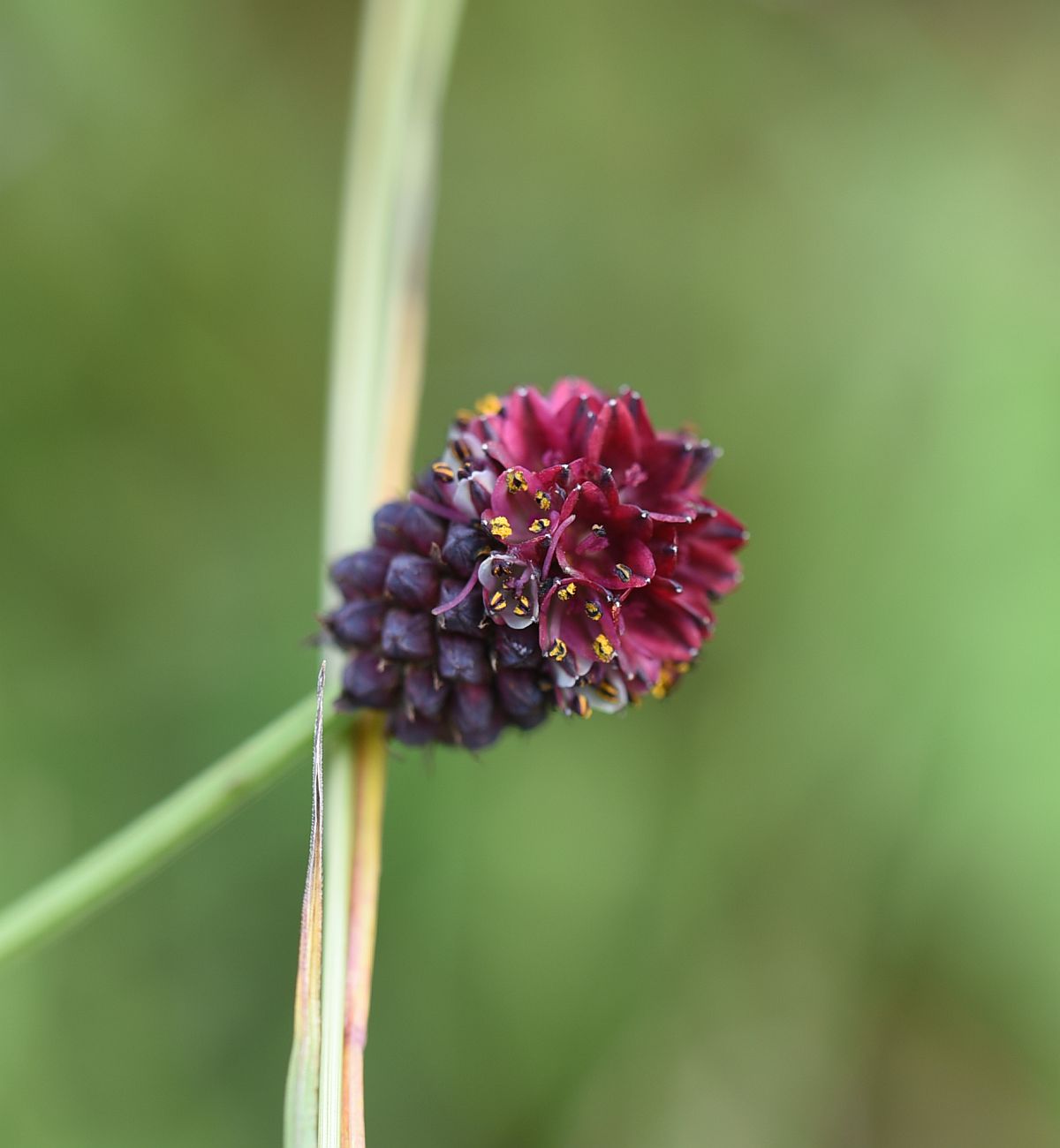 Image of Sanguisorba officinalis specimen.