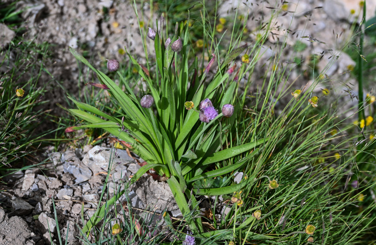 Изображение особи Allium platyspathum.