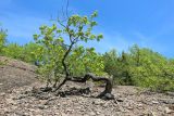 Quercus petraea. Растение со стволом необычной формы и молодыми листочками. Краснодарский край, м/о г. Геленджик, окр. с. Тешебс, Прохаскина балка, глинисто-щебнистый осыпной склон. 23.04.2023.