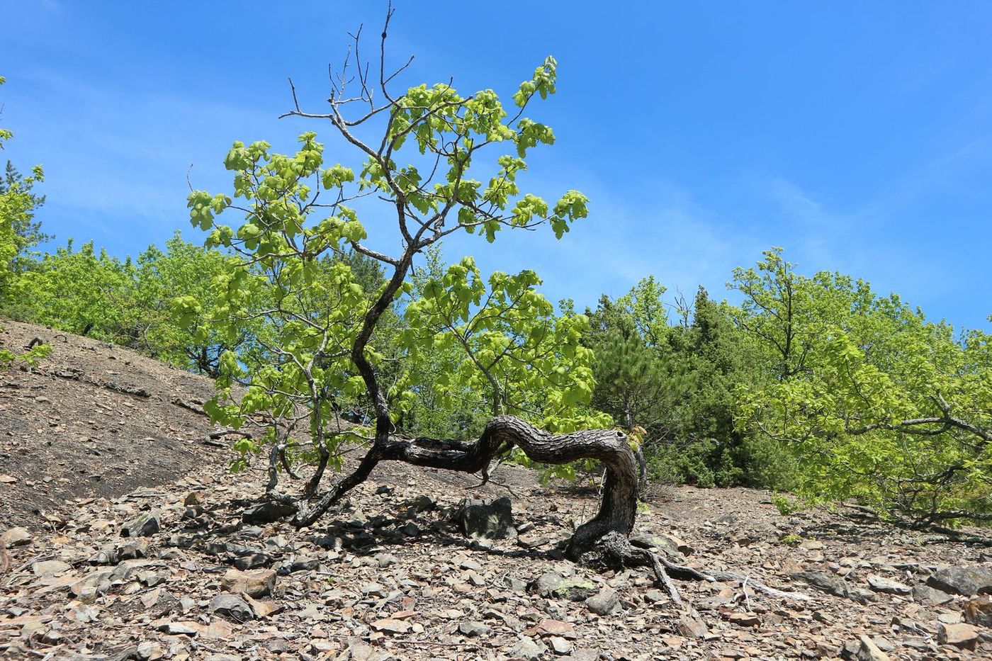 Изображение особи Quercus petraea.