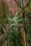 Heracleum sibiricum. Верхний стеблевой лист. Мурманск, рудеральное местообитание. 07.08.2010.