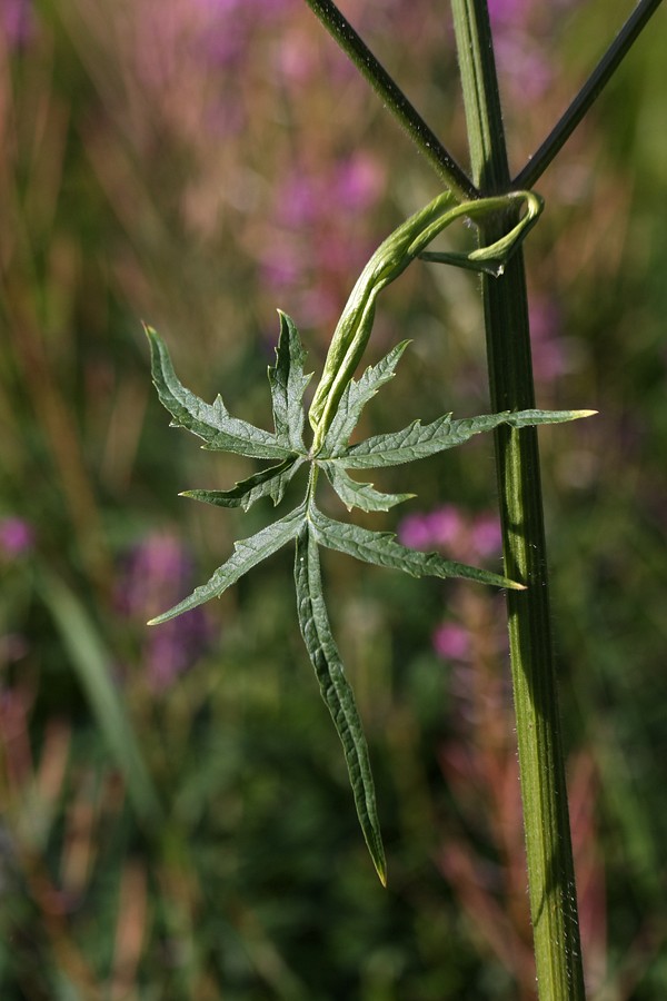 Image of Heracleum sibiricum specimen.