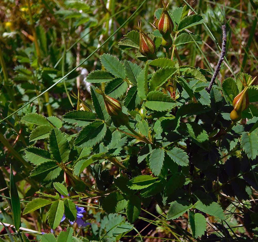 Image of Rosa spinosissima specimen.