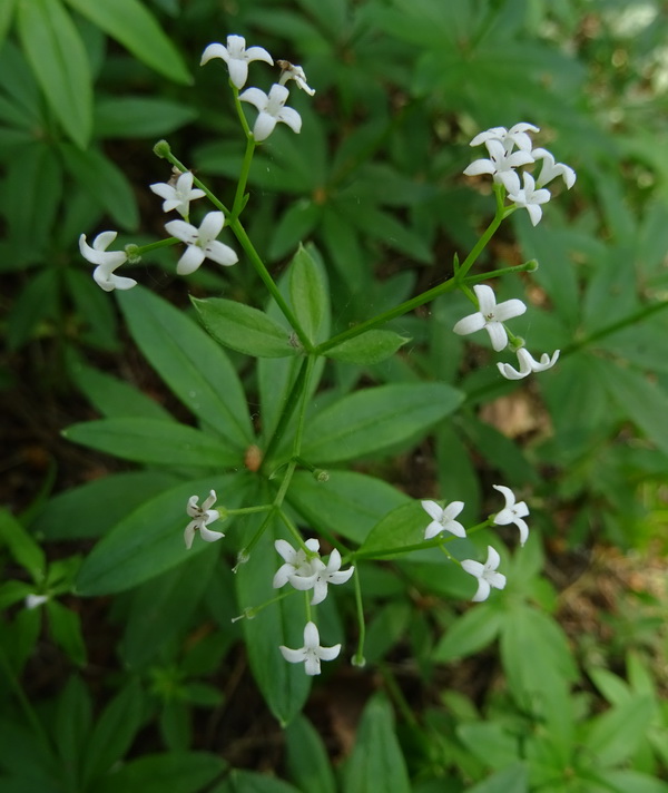 Image of Galium odoratum specimen.