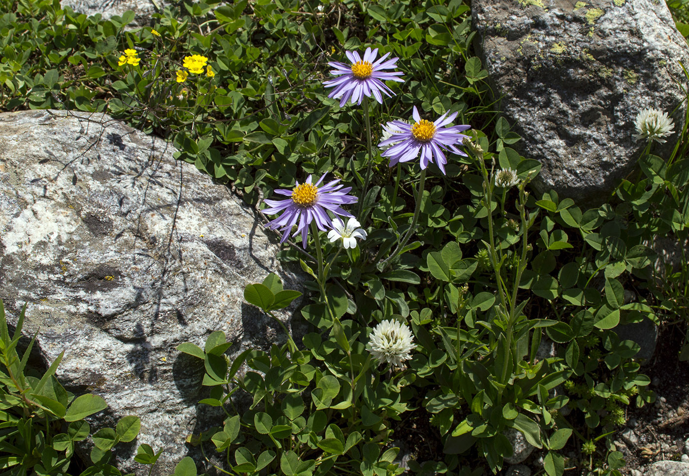 Image of Aster alpinus specimen.