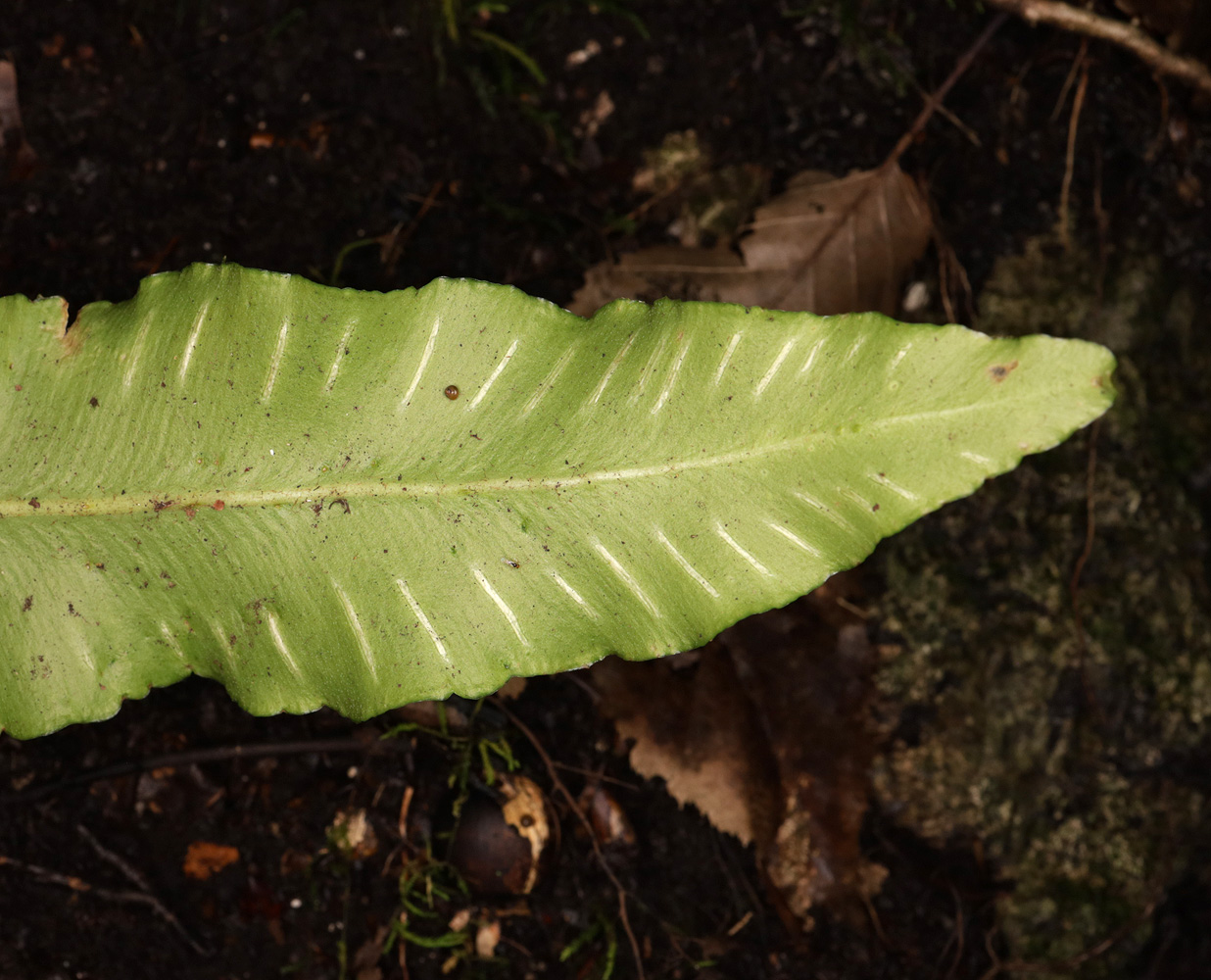 Изображение особи Phyllitis scolopendrium.