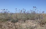 Echinops ruthenicus. Цветущие растения. Крым, Арабатская стрелка, окр. с. Соляное, закреплённые пески. 30 июля 2023 г.