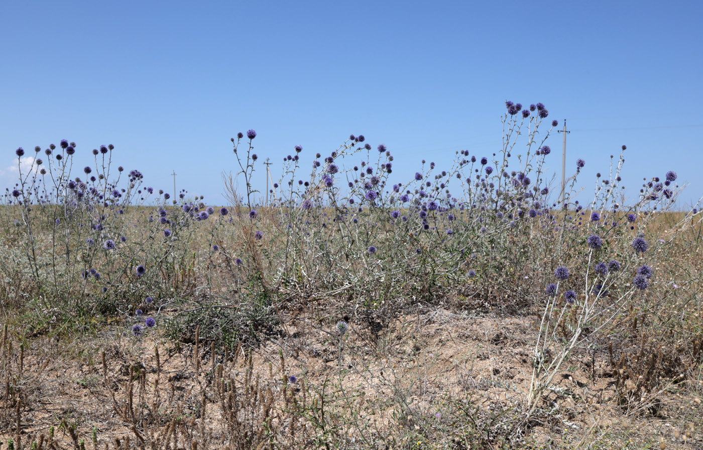 Image of Echinops biebersteinii specimen.