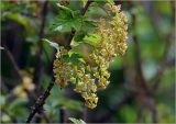 Ribes rubrum. Часть ветви с соцветиями. Московская обл., Раменский р-н, окр. дер. Хрипань, садовый участок. 11.05.2023.