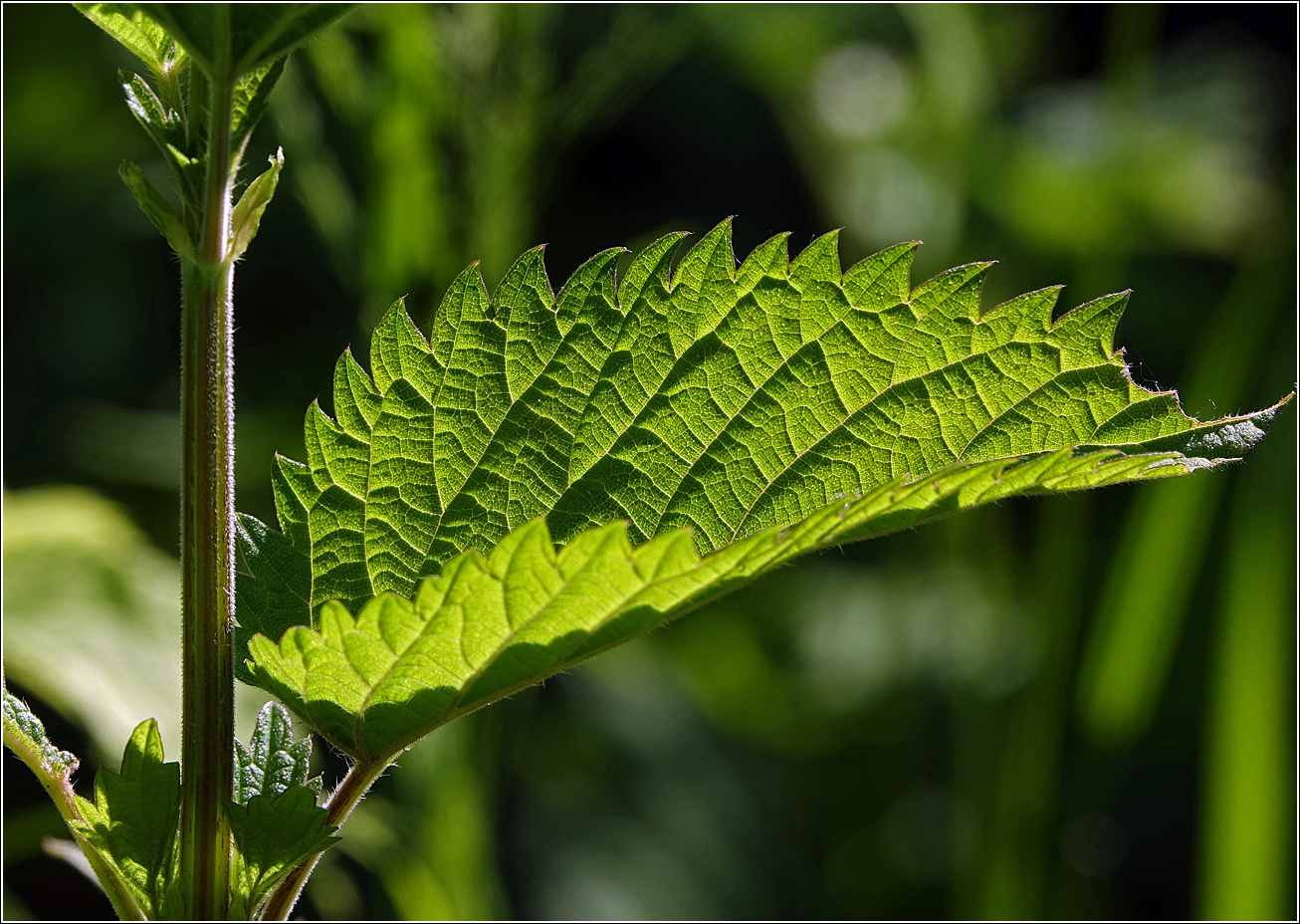 Изображение особи Urtica dioica.