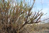 Limonium leptophyllum. Вегетативные побеги. Казахстан, Жамбылская обл., Мойынкумский р-н, 38 км З ст. Кияхты; Чу-Илийские горы, юго-западный фас мелкосопочной гряды Койжарылган, широкий пологий лог между сопок, открытый в долину пересыхающего ручья Суыксай; биюргуново-полынная пелитофитная северная пустыня. 21.09.2023.