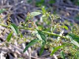 Lipandra polysperma