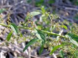 Lipandra polysperma