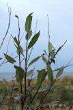 Salix pentandra