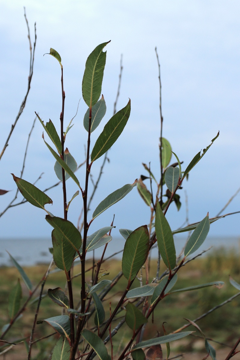 Image of Salix pentandra specimen.