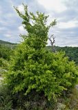 Carpinus orientalis. Вегетирующее растение. Грузия, Имеретия, окр. монастыря Моцамета, каменистый склон, на краю обрыва. 14.06.2023.