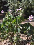 Oxalis latifolia. Цветущие растения. Южный берег Крыма, Никитский ботанический сад, сорное на клумбе. 26.09.2023.