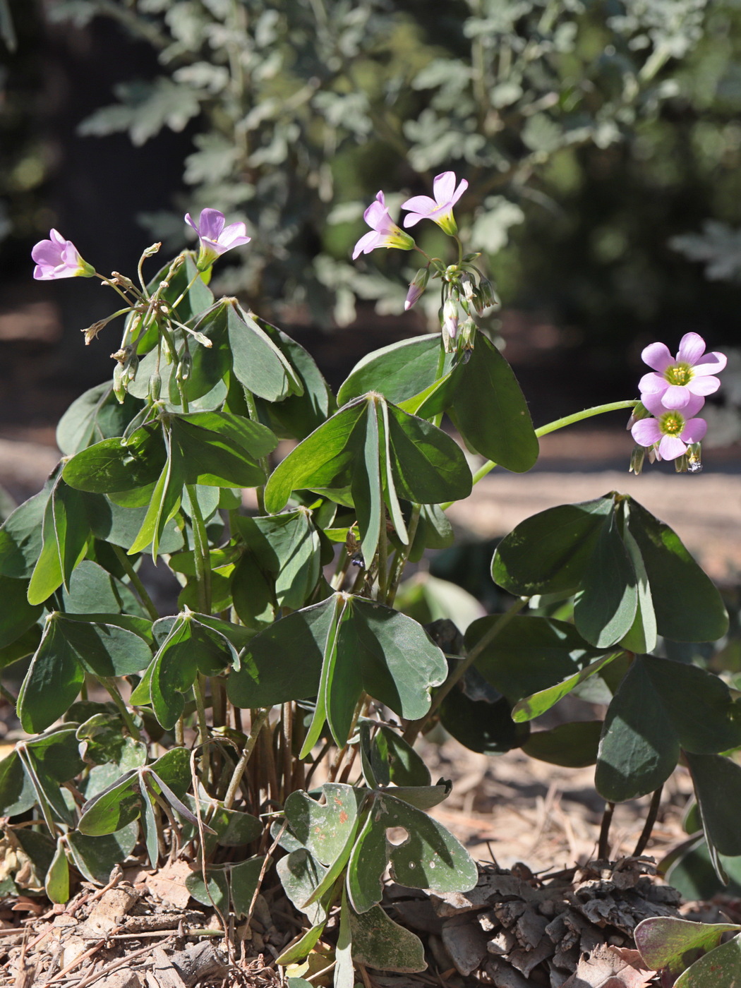 Изображение особи Oxalis latifolia.