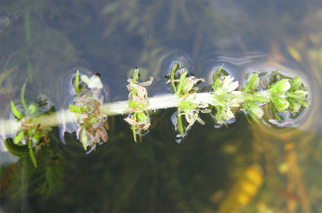 Изображение особи Myriophyllum verticillatum.