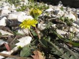 genus Taraxacum. Цветущее растение. Казахстан, г. Тараз, левый берег долины р. Ушбулак (Карасу), насыпь мраморного щебня. 5 декабря 2023 г.