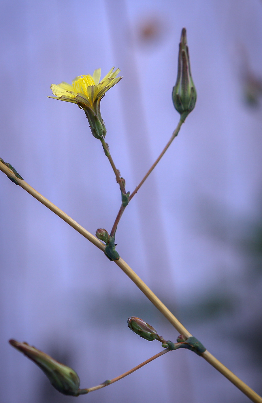 Image of Lactuca serriola specimen.