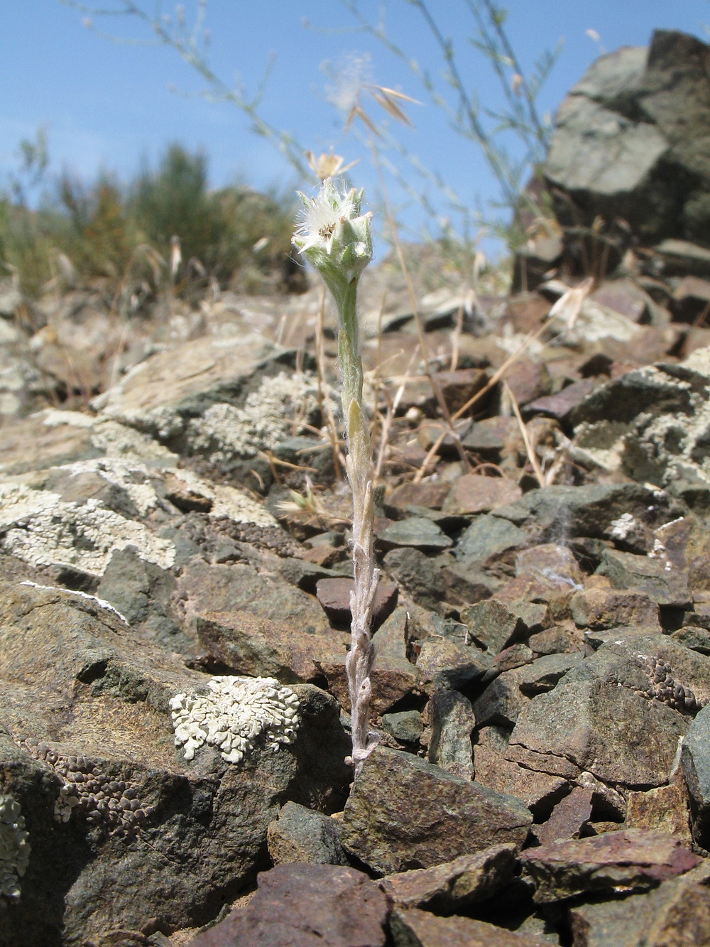 Image of Filago arvensis specimen.