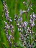 Nepeta nuda