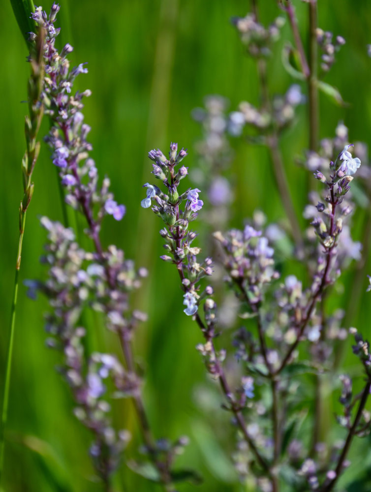 Изображение особи Nepeta nuda.