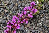 genus Thymus. Побег с соцветиями. Красноярский край, Таймырский Долгано-Ненецкий р-н, плато Путорана, устье р. Кутарамакан, каменисто-песчаный пляж. 23.07.2023.